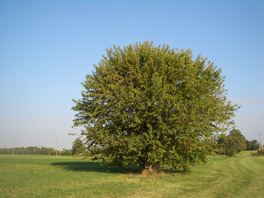 image163.jpg