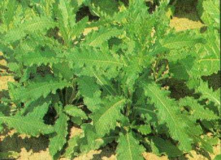 image218.jpg