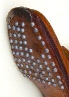 CALZATURE Immagine 5
