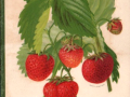 CATALOGHI DIVERSI D'AGRICOLTURA Immagine 1