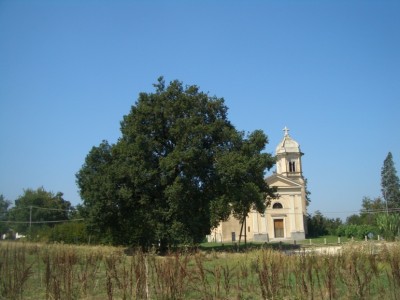 ALBERI SECOLARI Immagine 1