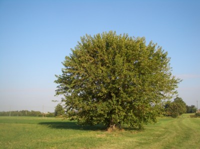 LA FORMA DEGLI ALBERI Immagine 1