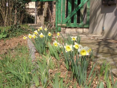 FIORI DALL'INIZIO PRIMAVERA Immagine 1