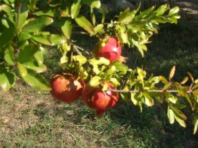 FIORI DEL PERIODO AUTUNNALE Immagine 1