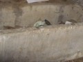 ELEMENTI PER L'ABBEVERAGGIO, VASCA IN CEMENTO ( ERBI), ... Immagine 1